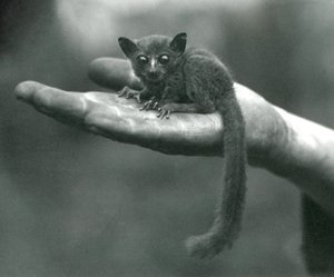 Le galago ou bébé-brousse du prince Demidoff reposant dans la paume de la main du gardien au zoo de Londres, avril 1917 - Frederick William Bond
